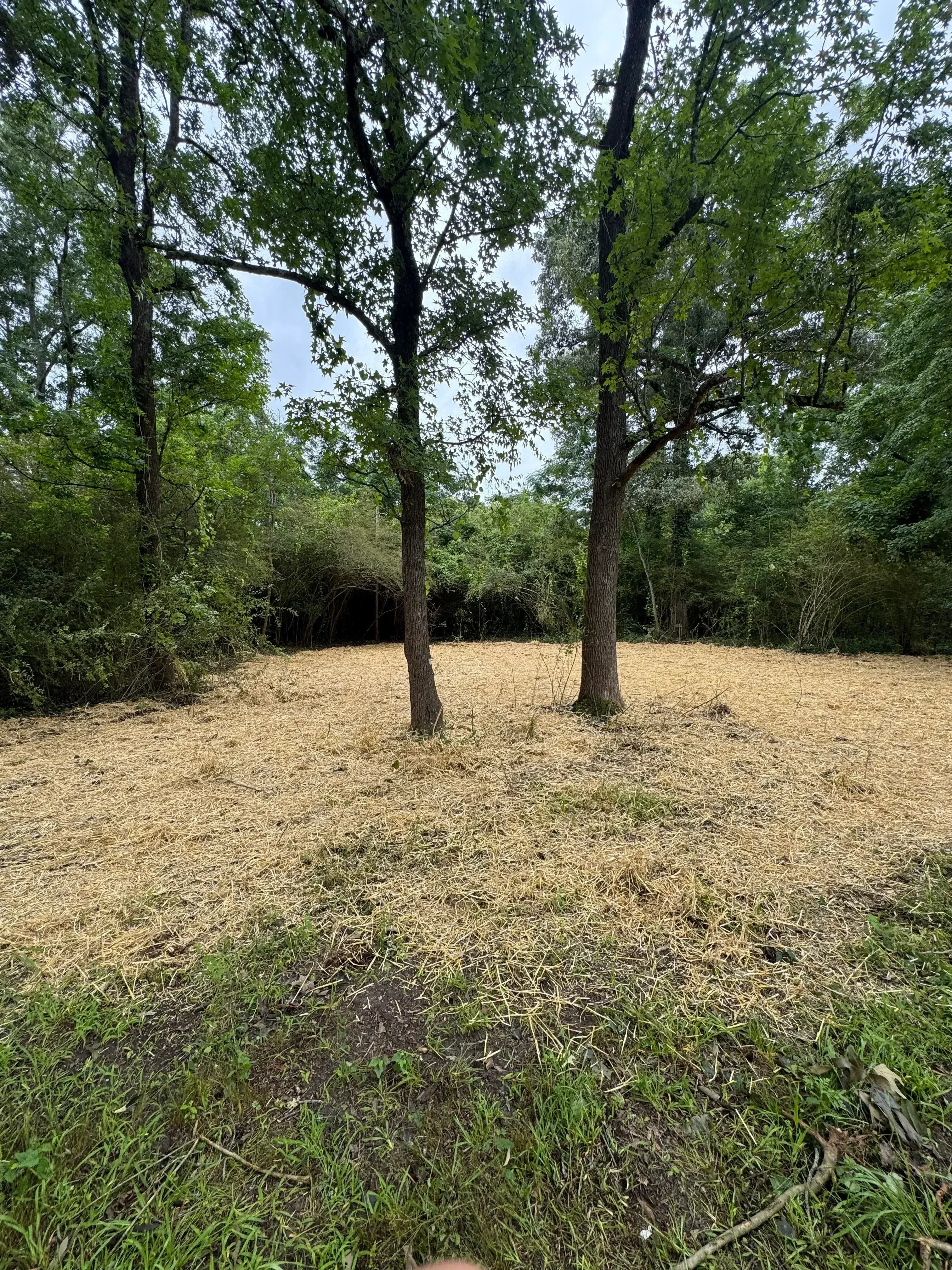 Cleared land with tree stumps removed, exposed soil and grass, mature trees in background