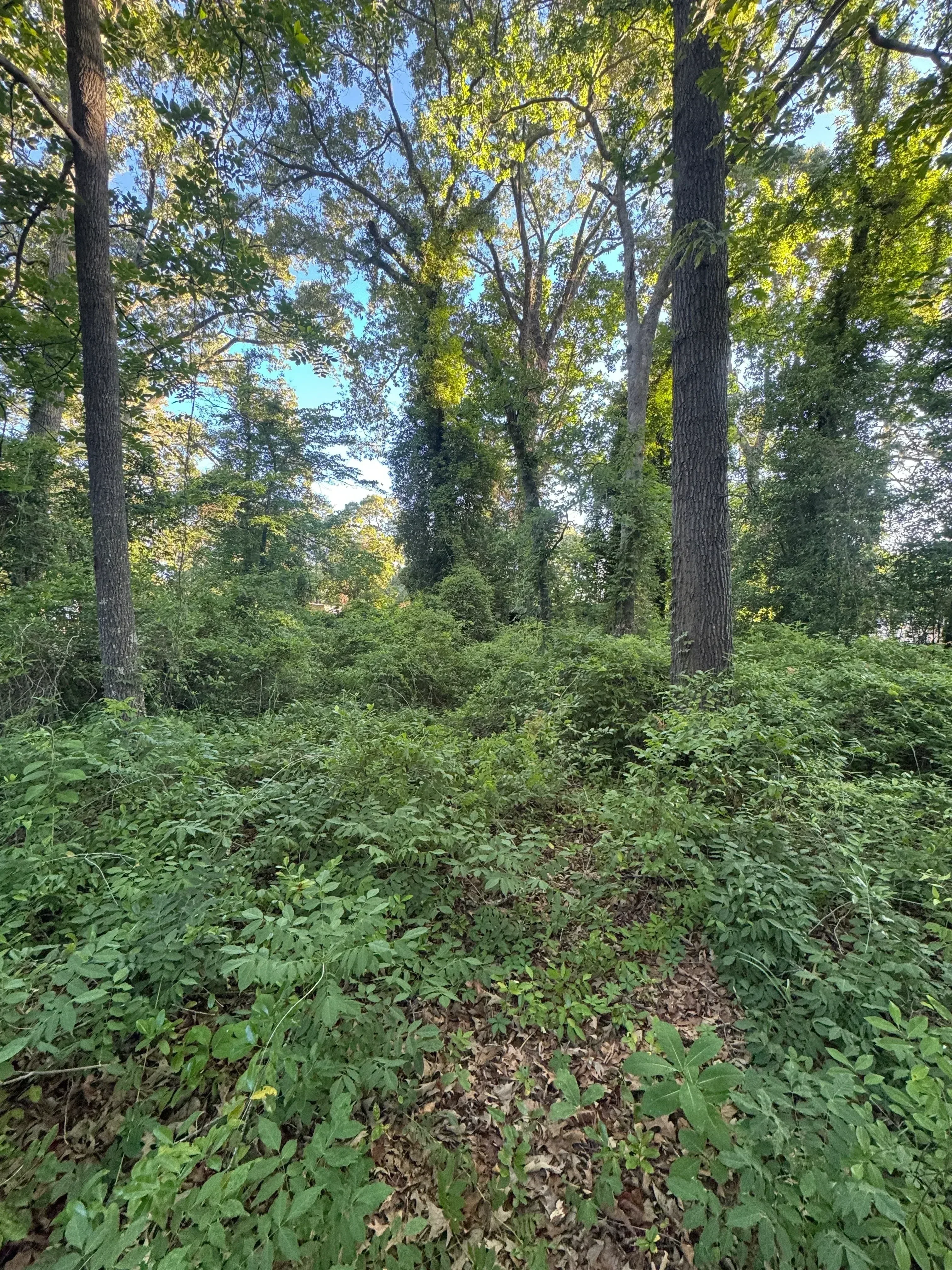 Cleared wooded area with removed vegetation, exposed fence posts, and mature trees