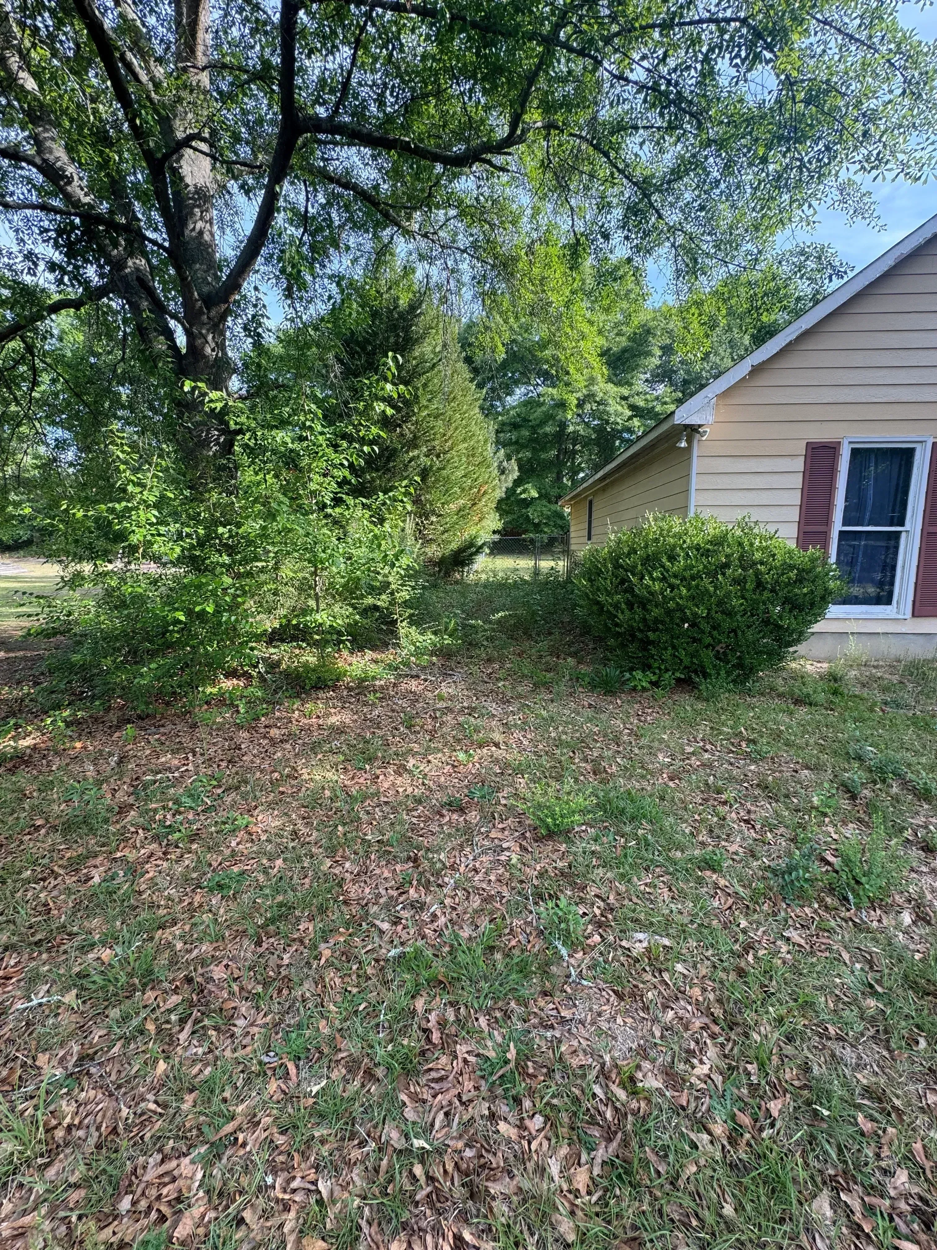 Cleared residential lot with removed ivy and vegetation, mulched ground, metal building structure visible