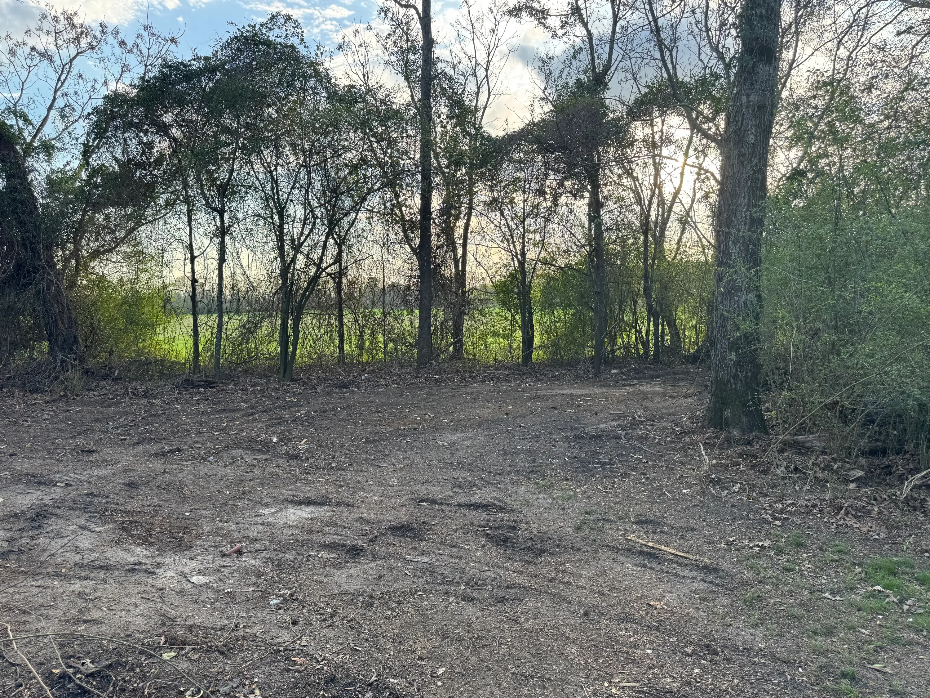 Cleared wooded lot with mature trees and exposed soil ground